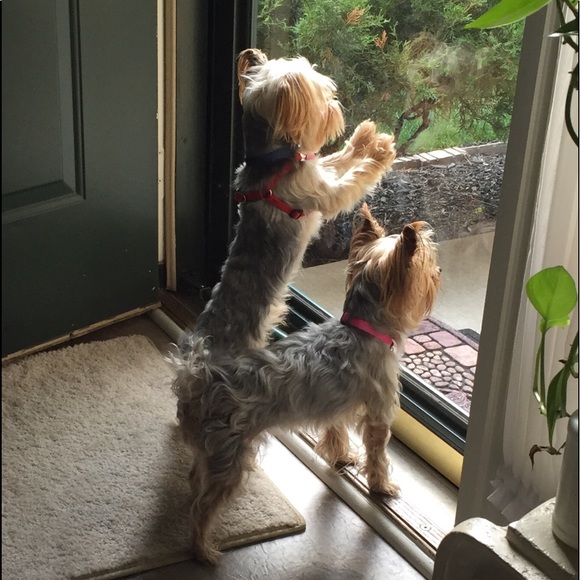 Meet your Posher, Michelle - Picture 2 of 4